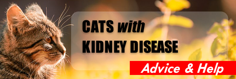 Cats with Kidney Disease Caring Advice and Assistance